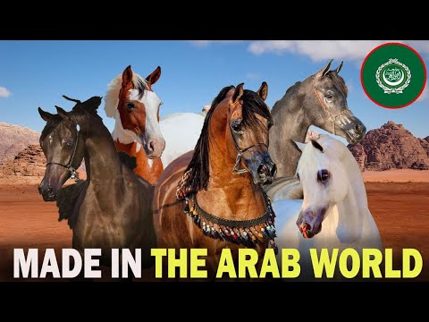 All 5 Native Arab World Horse Breeds (Then & Now with Modern Breeders)