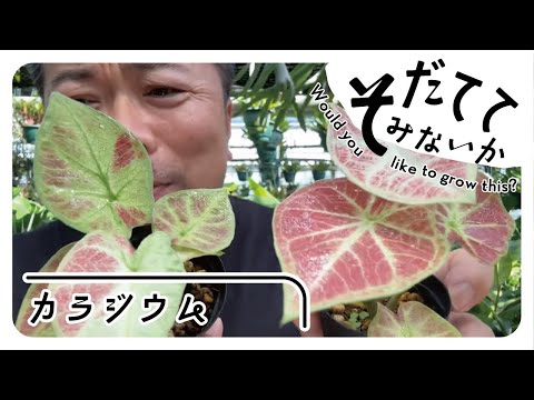 ケンティアヤシ 植物
