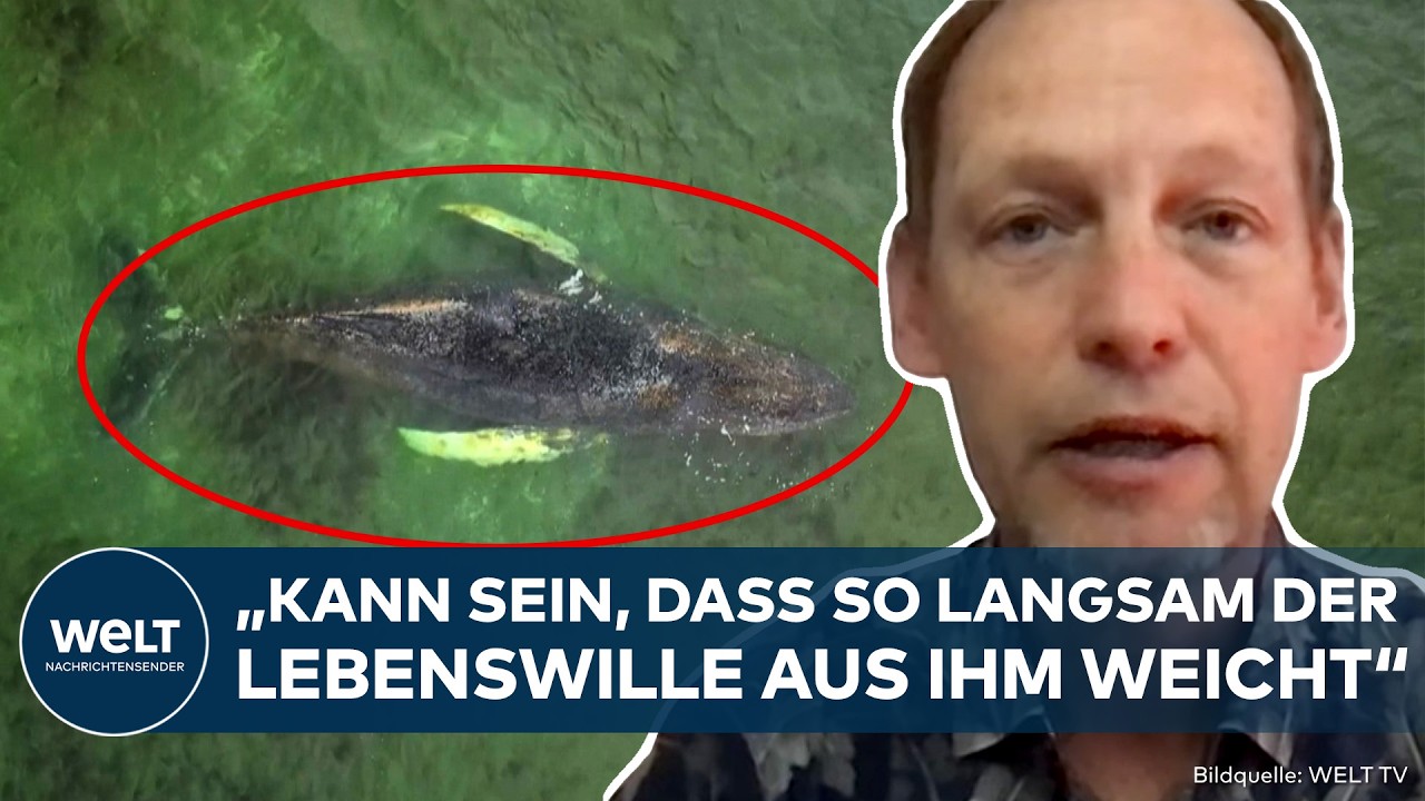 OSTSEE: "Das einzige, was hilft!" Experte analysiert! Verirrter Wal verliert weiter an Lebenswillen