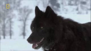 Moonspell - Wolves From The Fog