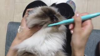 animales  el gato se lava los dientes