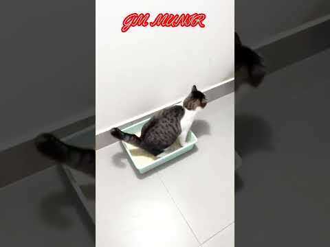 #cat with play#GM MUNIR