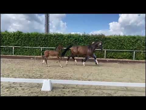 Hengstfohlen von Santos