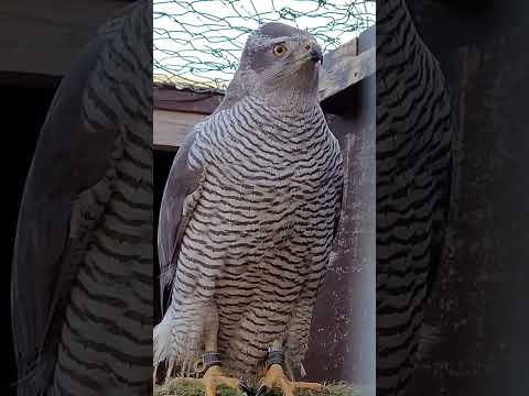 love the sound of a goshawk #goshawkcall #goshawk #hawk #sound #birdcalls #shortsvideo #shorts