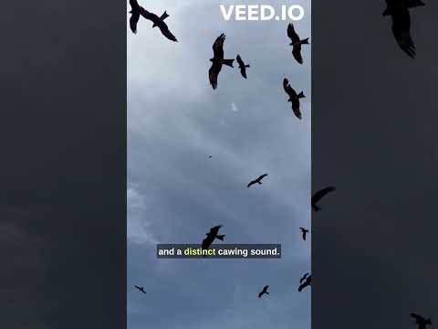 ENCOUNTER 9 AMAZING MYSTERY Facts About Ravens, Crow And Magpie #shorts #viral #animals