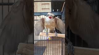 Download lagu suara anakan burung cendet minta makan mp3