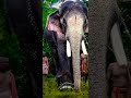 Elephant Videos Whatshap Status Youtube Videos