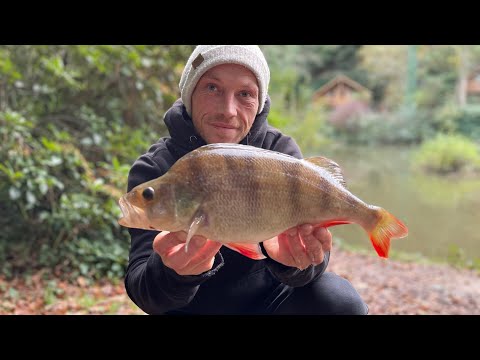 I am back. Mixed fishing. Tench perch carp.