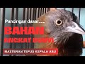 ️MASTERAN TEPUS KEPALA ABU PANCINGAN SUARA DASAR UNTUK MEMBUAT BURUNG BAHAN ANGKAT BUNYI