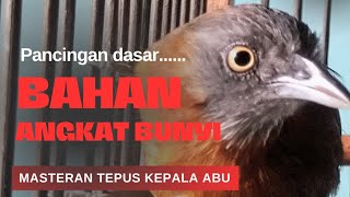 Download lagu ‼️MASTERAN TEPUS KEPALA ABU.. PANCINGAN SUARA DASAR UNTUK MEMBUAT BURUNG BAHAN ANGKAT BUNYI mp3 Download lagu ‼️MASTERAN TEPUS KEPALA ABU.. PANCINGAN SUARA DASAR UNTUK MEMBUAT BURUNG BAHAN ANGKAT BUNYI mp3