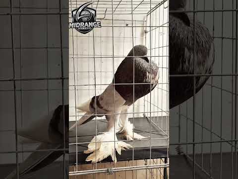 Pomeranian Pouter rare fancy pigeon
