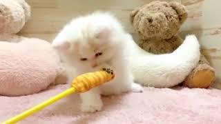 スコティッシュストレートの動画01