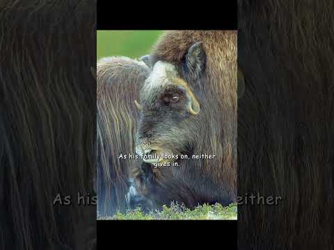 Der Kopf des Moschusochsen muss weh tun. #Tiere #Wildtiere #Shorts