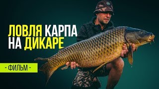 Карповая рыбалка на диких водоемах