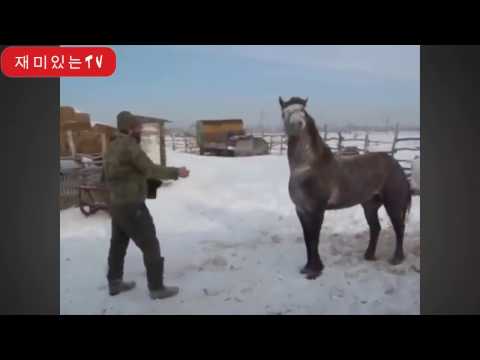 Chevaux drôles - un drôle vidéos de cheval. compilation