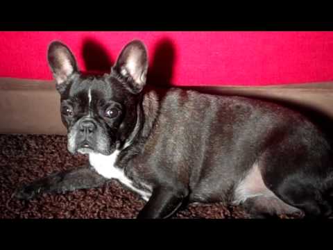 The most beautiful dogs in the world