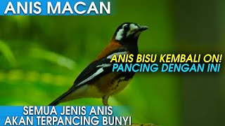 Download lagu SUARA PANCINGAN ANIS MACAN MACET JADI GACOR DOR, COBA TERAPI INI 3 MENIT SAJA! mp3