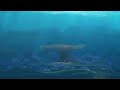 Swedish Ending Of Finding Dory HQ