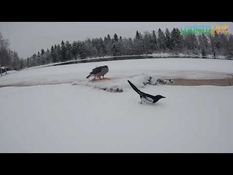 UHKAROHKEA HARAKKA PETOLINTULIVESSÄ/ LUONTOLIVE