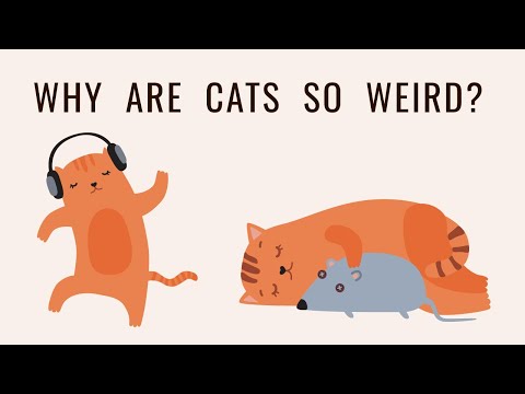 Why do cats act so weird? - About the habits of cats | The history of cats | Cats' hobbies