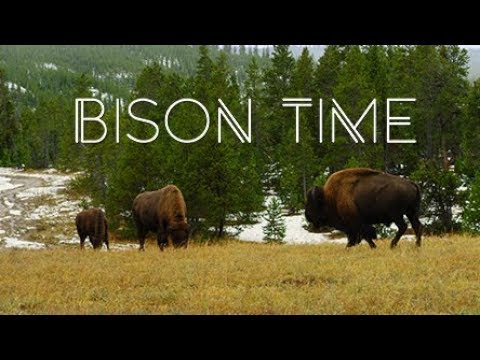 Bison Video - Filmed in Yellowstone National Park - Relax & Meditate in 4K & HDR - Bison Time