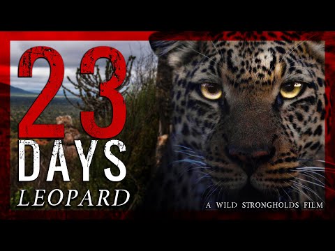 Leopard - 23 Days - A Wild Strongholds Film - 4K #23days #wildstrongholds #africanhunting
