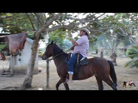 Sigo Enratonao Hato la Caimana Villamil Torres El Cantante Coleador