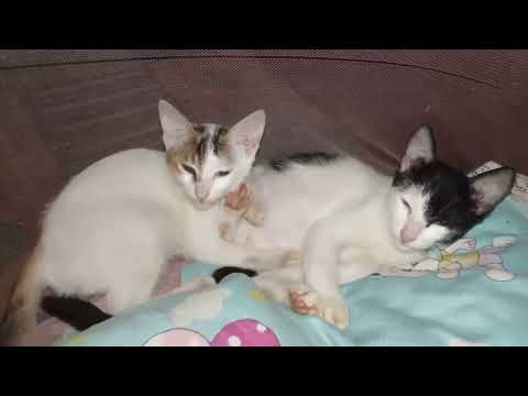 Love baby #trending #shorts #vuralvideo 