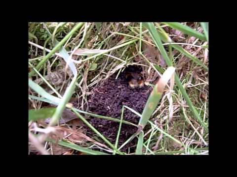 Bumblebee excavating a hibernation hole!