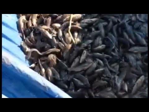 🇬🇾 BEHIND THE SCENES CATCHING HASSA IN GUYANA BLACK BUSH | 🇬🇾 | vlog