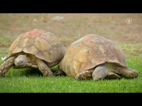 03 - Harnas - Abenteuer Afrika