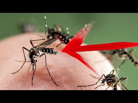 , title : 'ЗАБЫЛ про комаров и мошек на участке!!! БЫСТРЫЙ и БЕСПЛАТНЫЙ СПОСОБ!!!'