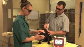 preview picture of video 'Hancock Veterinary Services - Short | Springdale, AR - 2013'