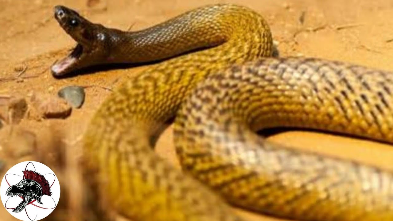 Taipan do interior Australiana,  a cobra mais venenosa do mundo | Biólogo Henrique