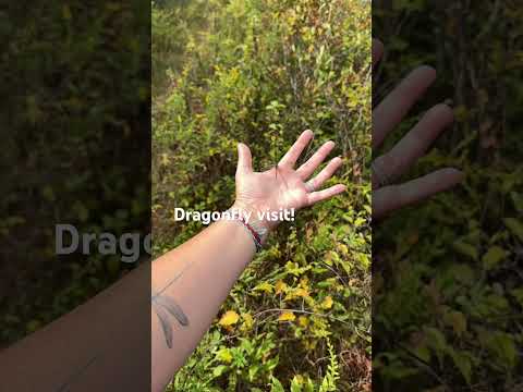 #Dragonfly visit on my hand!