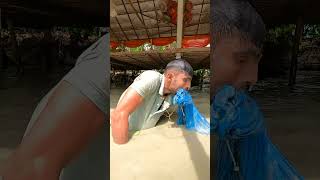 Honey Catfish Hunting Video. #fishinglife #fishing #villagelife #amazing #fish