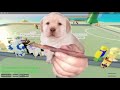 Roblox A Bizarre Day Tournament Montage But I Messed Up The Montage