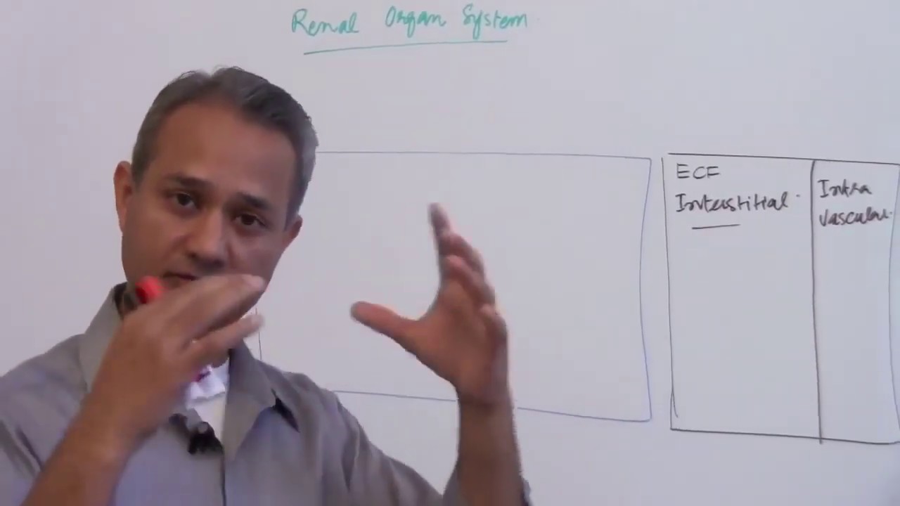 Introduction to Body Fluid Compartments - YouTube
