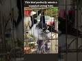 See How This Bird Mimic The Sound Of A Human Baby Crying Shorts Fyp
