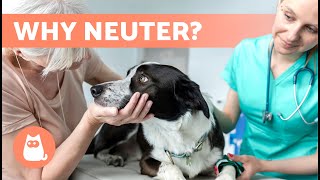 10 ADVANTAGES of NEUTERING a DOG 🐶✅ Importance of SPAYING & CASTRASTION