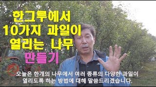 한그루에서 10가지 과일이 열리는 나무 만들기