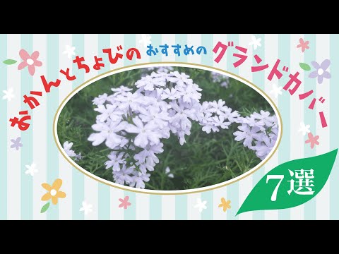 部分的な日陰にある多年生の地被植物