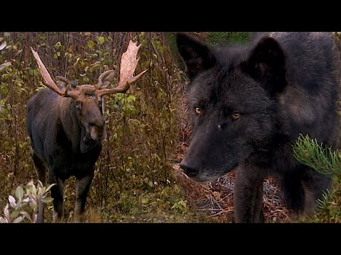 AU PAYS DU LOUP avec Gisèle Benoit, Épisode 4 – Un orignal appelé Brutus