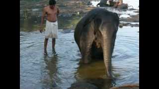 preview picture of video 'kodanad's baby elephant bathing in kerala, india (pt 3)'