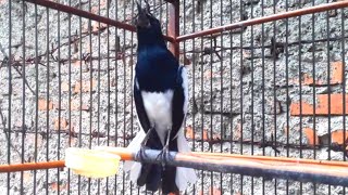 Download lagu BURUNG KACER GACOR FIGHTER SUPER NGOTOT,Dijamin kacer kamu nyaut naik darah jadi gacor mp3 Download lagu BURUNG KACER GACOR FIGHTER SUPER NGOTOT,Dijamin kacer kamu nyaut naik darah jadi gacor mp3