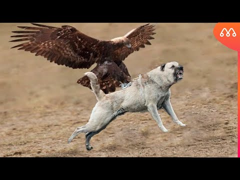 EAGLE ATTACKS DOG AND GETS IN BAD WAY