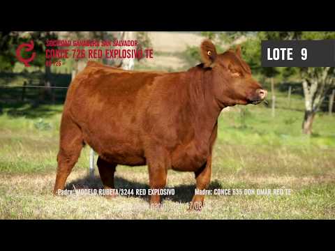 LOTE 09  - Vientres Supremos 2020
