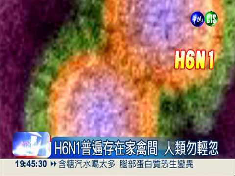 全球首例人類染H6N1 登國際期刊