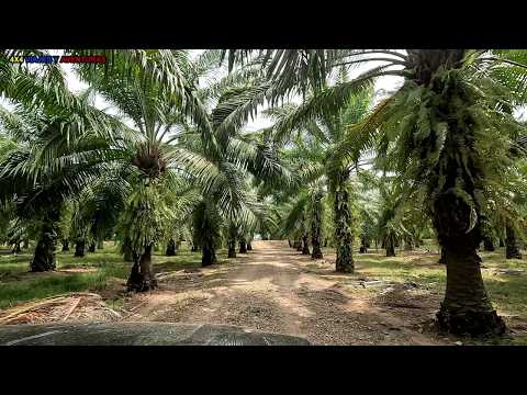 TRAVESÍA BOGOTÁ - CARTAGENA POR TROCHA, ETAPA 3 SABANA DE TORRES - MOMPOX, COLOMBIA