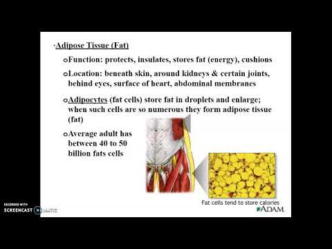 Tissues- Part 2 (Connective, Muscular, and Nervous)
